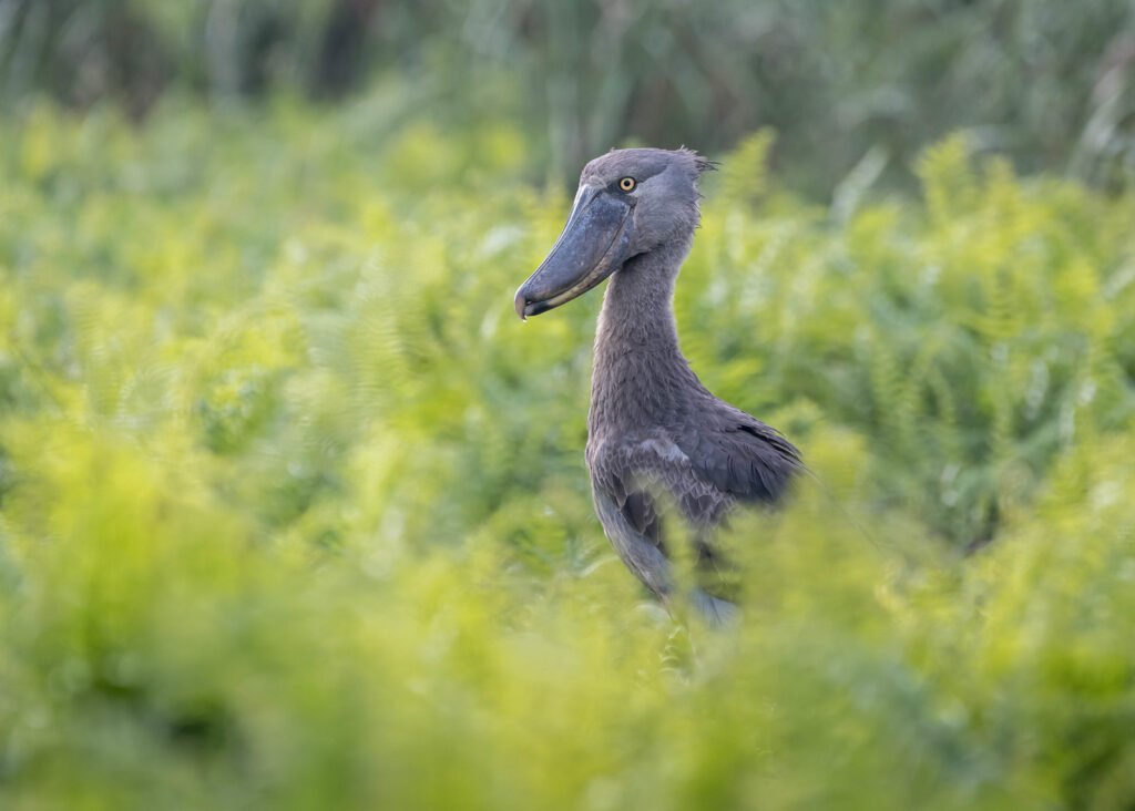 20 DAYS UGANDA ULTIMATE BIRDING SAFARI TOUR