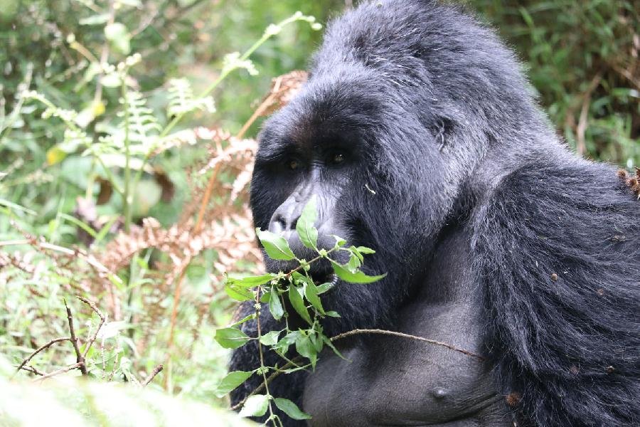 7 DAYS RWANDA GORILLA, UGANDA CHIMPANZEE AND WILDLIFE SAFARI TOUR