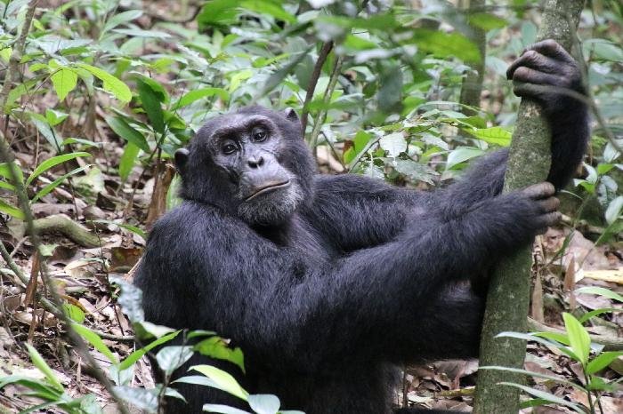 RWANDA GORILLA AND CHIMPANZEE SAFARI TOUR