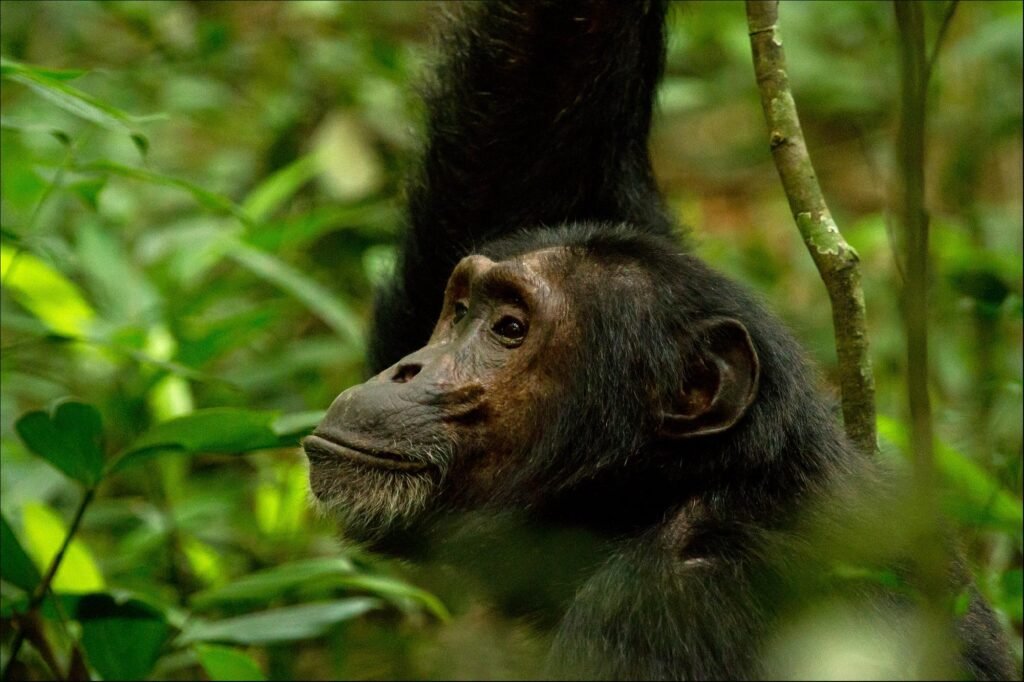 9 Days Gorilla, Chimpanzee and wildlife safari Uganda