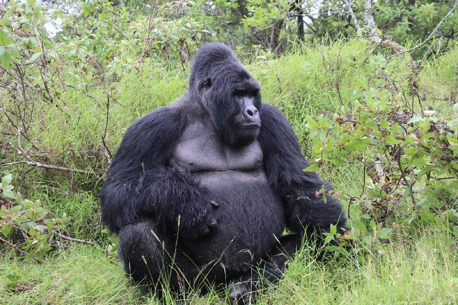 3 DAYS GORILLA SAFARI TOUR UGANDA