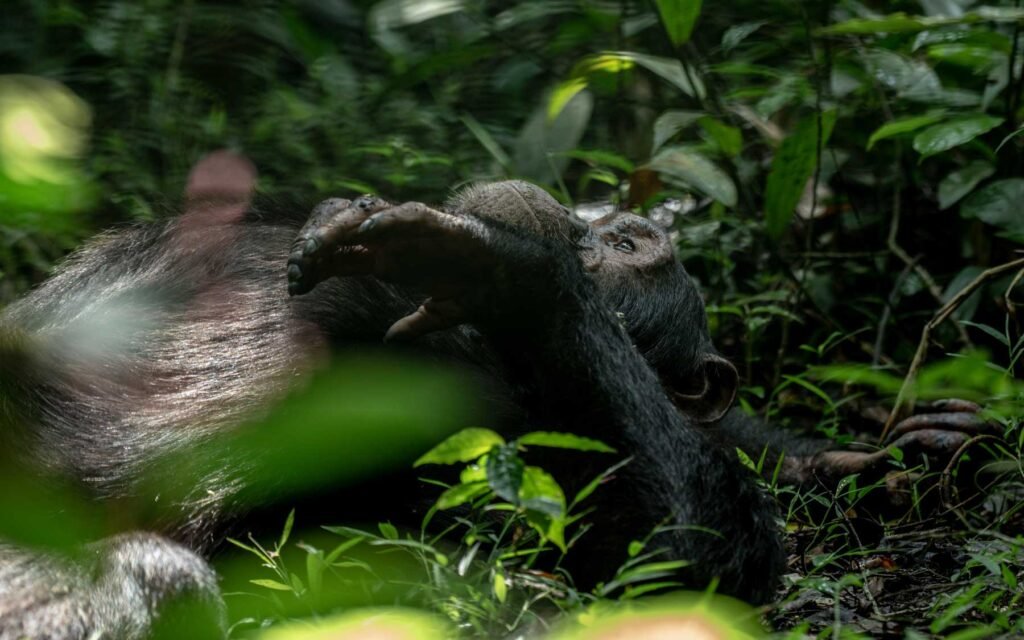 8 DAYS   UGANDA GORILLA   AND   CHIMPANZEE TREKKING AND WILDLIFE SAFARI