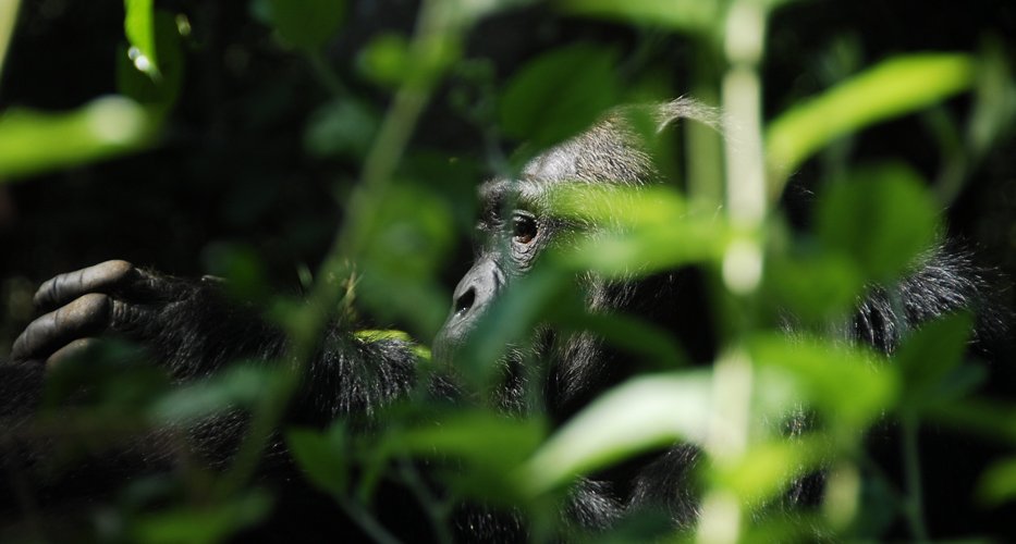 5 DAYS UGANDA GORILLA AND CHIMPANZEE TREKKING SAFARI TOUR