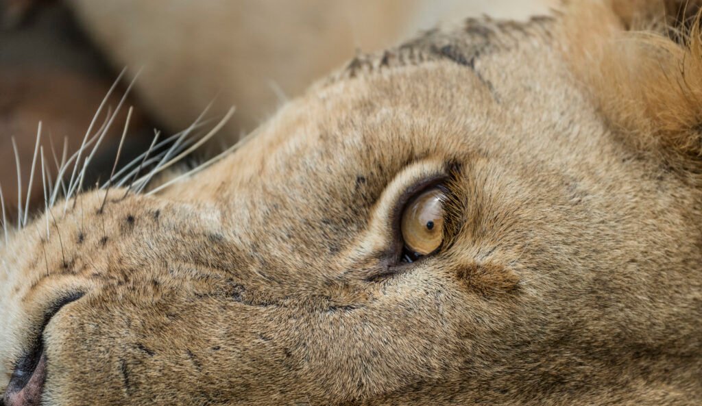 9 DAYS SELOUS, RAHUA AND MIKUMI THE SOUTHERN NATIONAL PARK OF TANZANIA