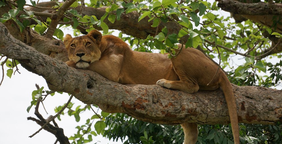 3 DAYS QUEEN ELIZABETH NATIONAL PARK