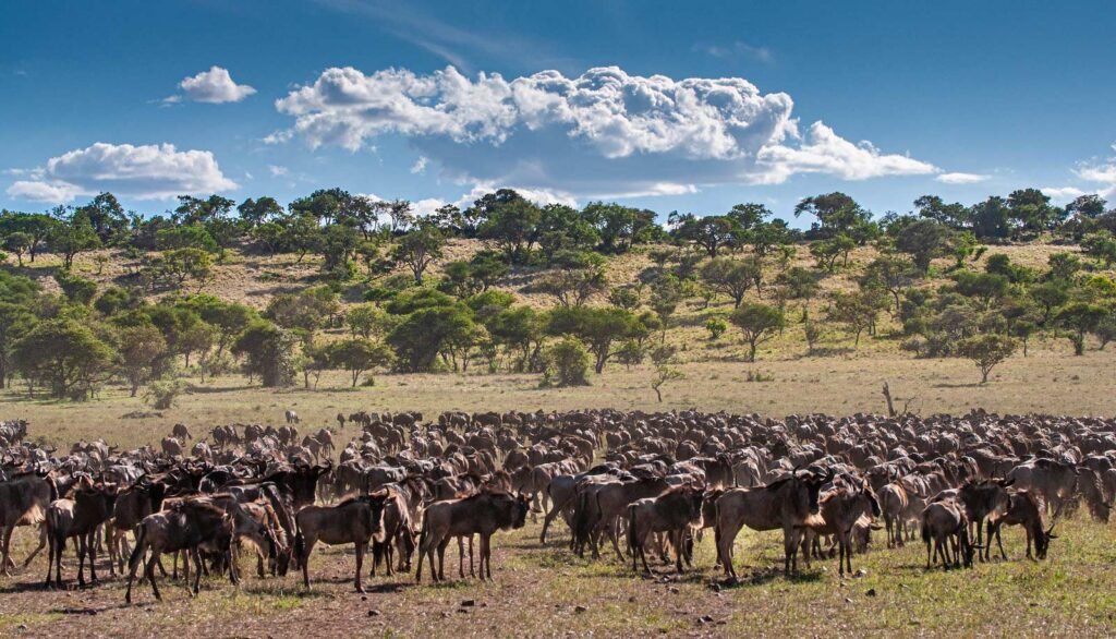 14 DAYS SELOUS, RUAHA AND THE GREAT MIGRATION TANZANIA (JUNE TO OCTOBER