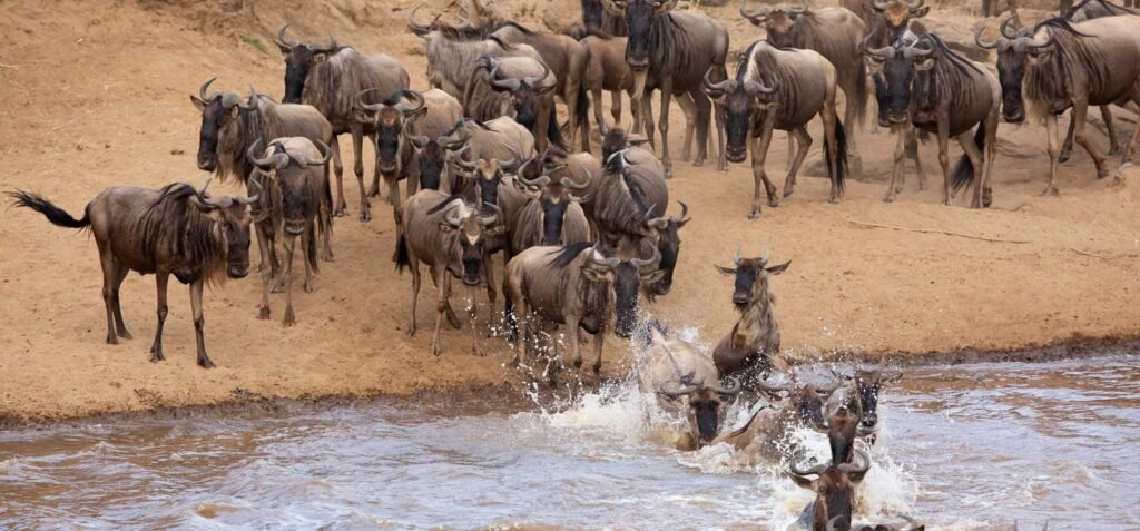 15 DAYS UGANDA GORILLAS, CHIMPANZEE, WILDLIFE AND GREAT MIGRATION OF TANZANIA