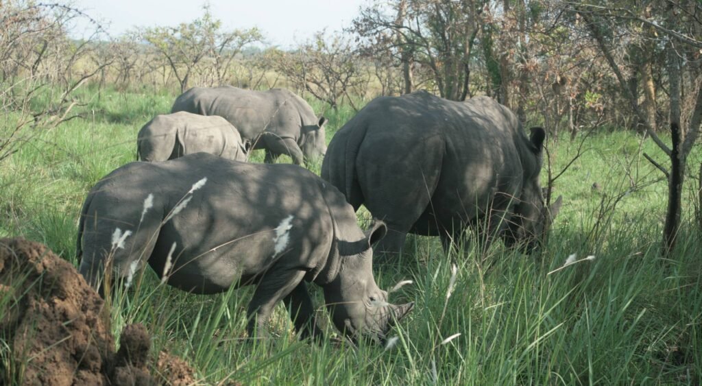 Ziwa Rhino Sanctuary Excursion