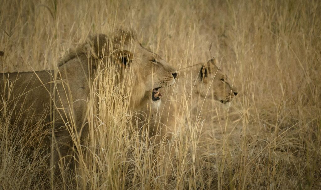 20 Days Uganda cultural and wildlife safari tour.
